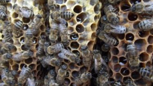 Грижи за пчелите през май – Не допускайте семействата в роево състояние