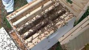 Грижи за пчелите през май – Борба с роево състояние