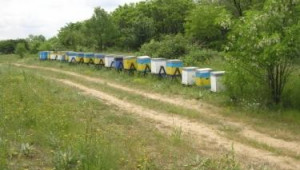 Подвижно пчеларство през юни – избор на място и подготовка на кошерите