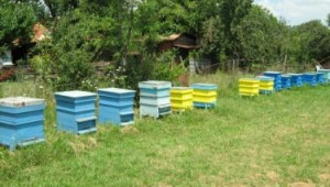 Паша и грижи за пчелите през юни