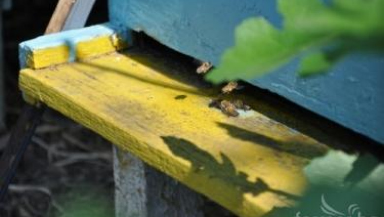 Какво е вароатоза при пчелите