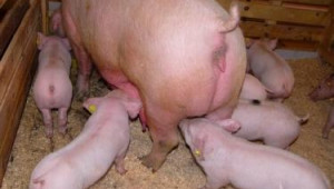 Отглеждане на незаплодени свине –майки