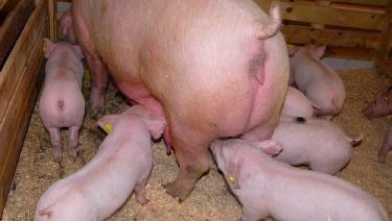 Отглеждане на незаплодени свине –майки