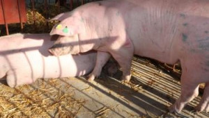 Отглеждане на опрасени свине –майки и прасета бозайници