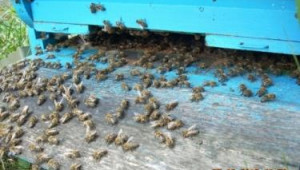 Агрокалендар - пчелите през месец Август