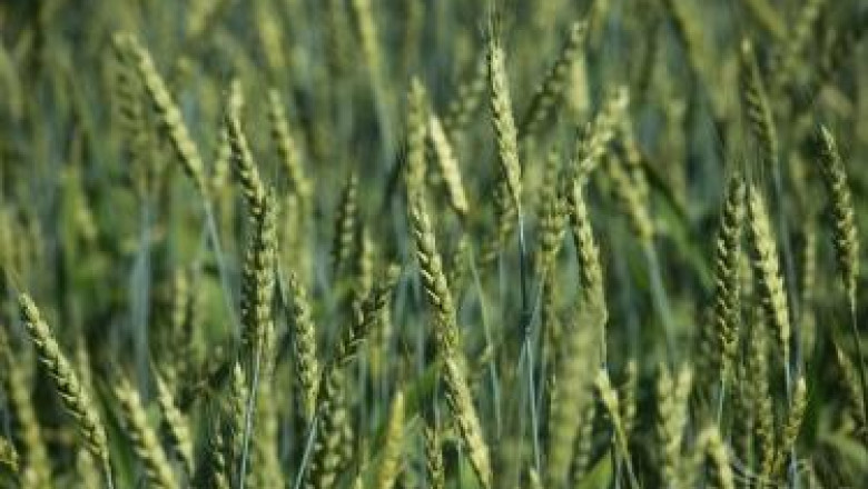 Болести по семената на зърнените култури и тяхното обеззаразяване