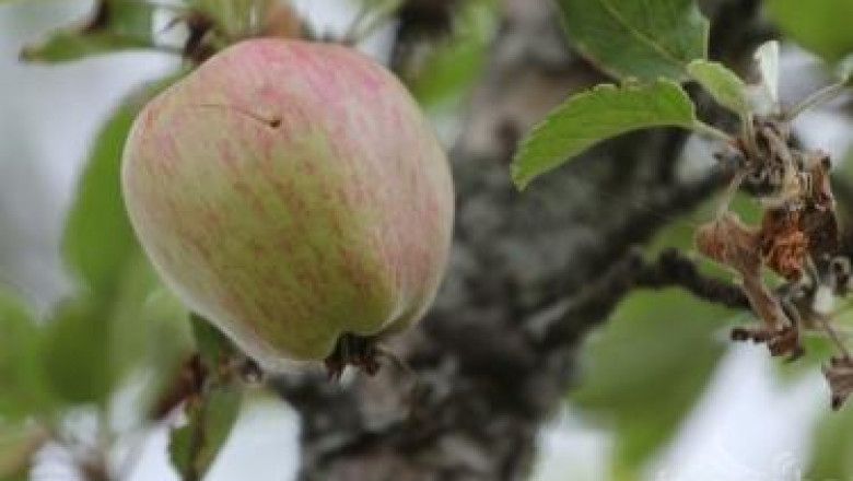 Беритба и съхраняване на ябълките
