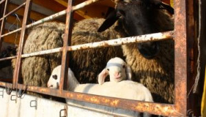 Протичане на бременността и раждане при овцете и козите - Agri.bg