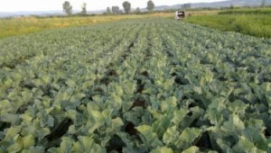 Съхранение на кореноплодни зеленчуци в ровници - Agri.bg