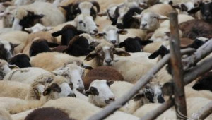 Хранене на овцете майки, агнета и шилета