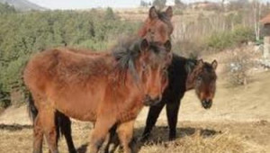 Отглеждане и грижи за Каракачански кон