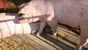 Препоръки за хранене на свине за угояване