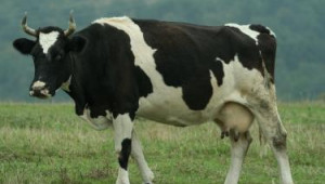 Основни правила при отглеждане на крави