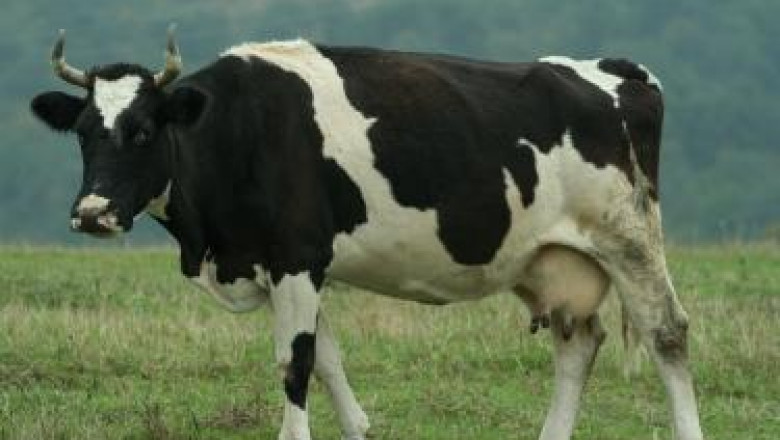 Основни правила при отглеждане на крави