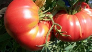 Биологични изисквания за отглеждане на домати
