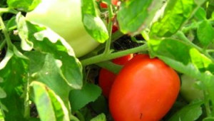 Важни моменти за полското производство на домати - Agri.bg