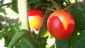 Нараства вредата от акари по зеленчуците с всяка следваща година - Agri.bg