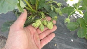 Месец   август е най-подходящ за засаждане на ягоди - Agri.bg