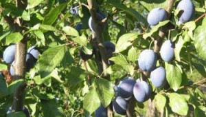 Сливовата плодова оса е един от най-опасните вредители по сливата и джанката - Agri.bg
