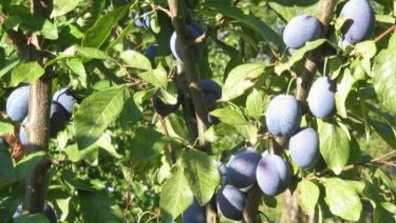 Сливовата плодова оса е един от най-опасните вредители по сливата и джанката