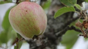 Третиране на ябълковия и сливовия червей през месец август