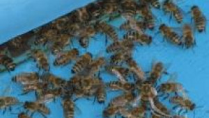 Грешки в отглеждането на пчелите през зимата 