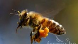  Подхранване на пчелните семейства през зимата  