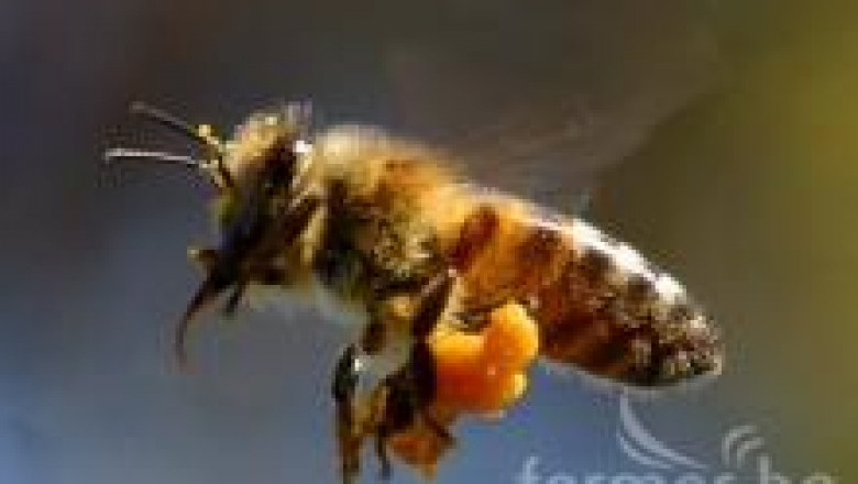  Подхранване на пчелните семейства през зимата  