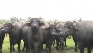 Кои са най-подходящите породи биволи за нашата страна  - Agri.bg