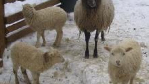 Заболяване от гастроентерит при овцете 