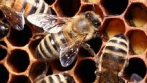 Пълното спокойствие е от голямо значение за благополучно презимуване на пчелните семейства