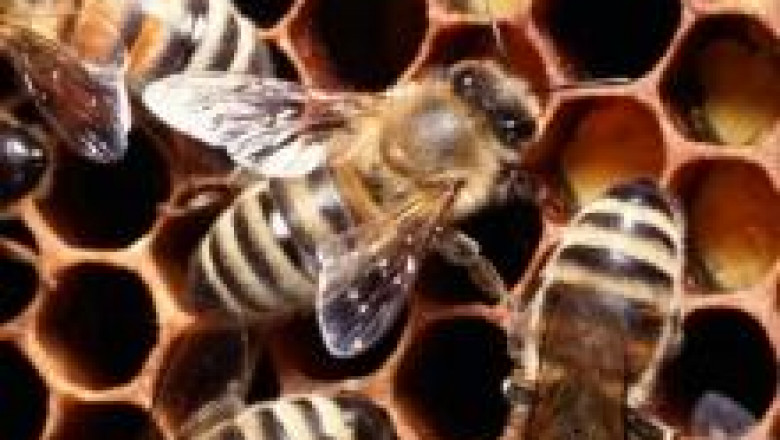 Пълното спокойствие е от голямо значение за благополучно презимуване на пчелните семейства