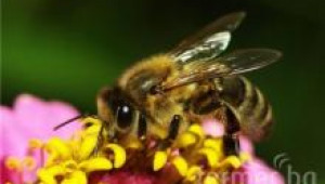 Полезно или вредно е ранното подбуждане на пчелните семейства?