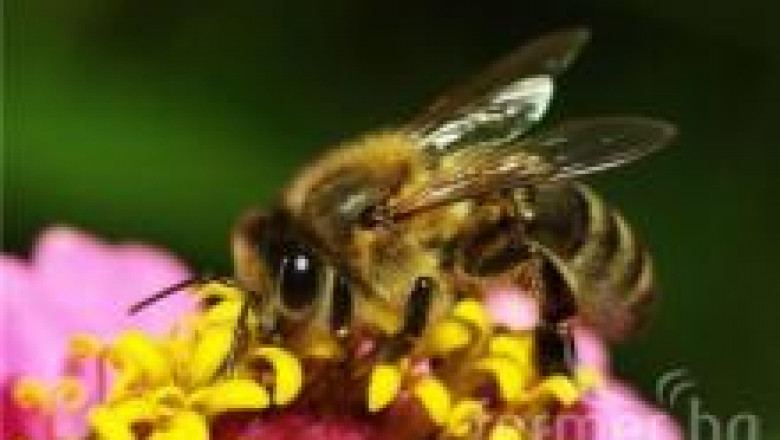 Полезно или вредно е ранното подбуждане на пчелните семейства?