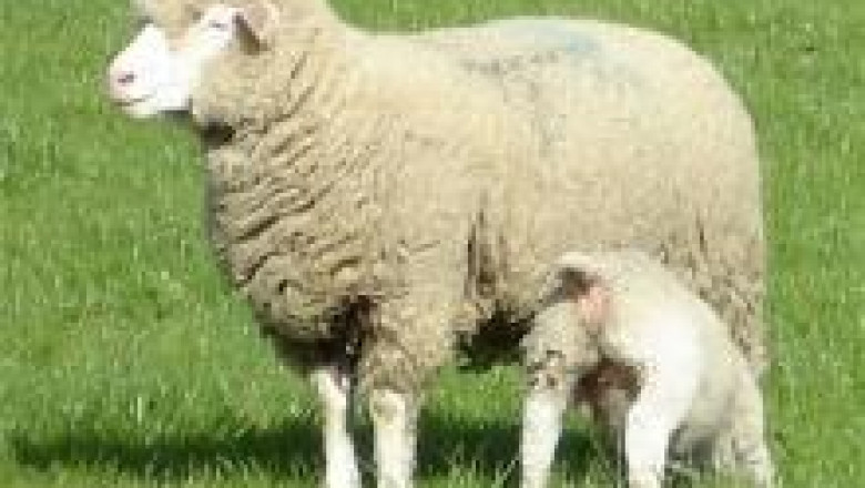 Порода овце Ил дьо Франс