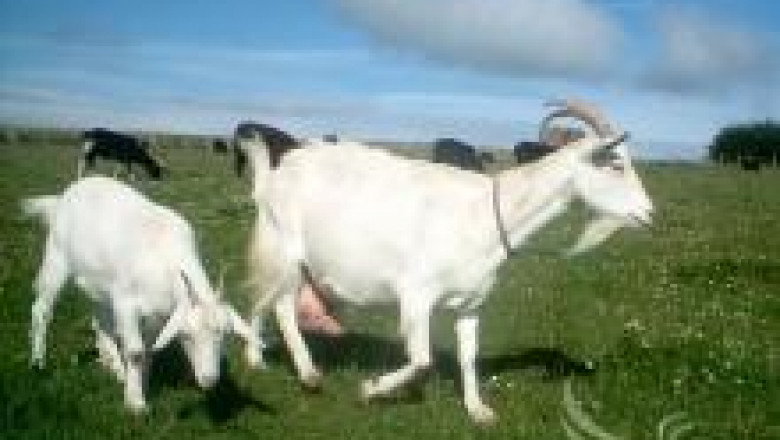 Използване на козите за мляко