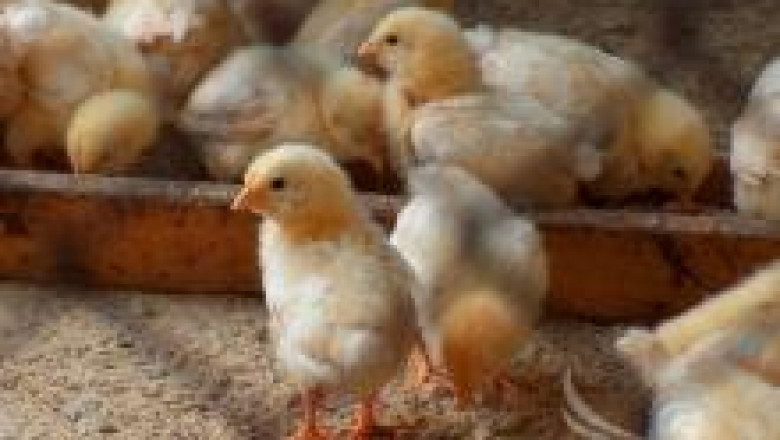 Отглеждането на едномесечни пилета не е само търговски въпрос