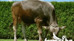 Българско кафяво говедо - Agri.bg