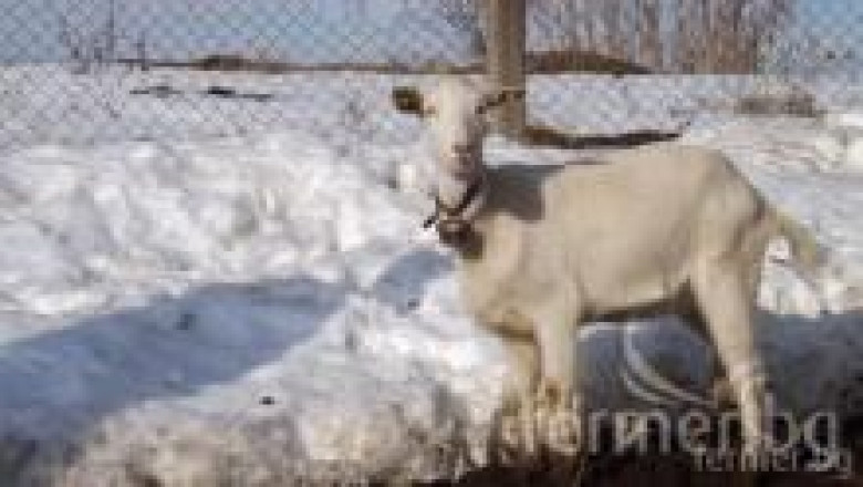 Българска бяла коза