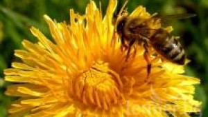 Облитане на пчелите