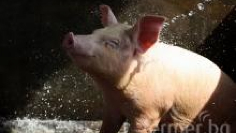 Дезинфекции, дезинсекции и дератизации на свинефермата