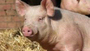 Угояване на свинете - Agri.bg