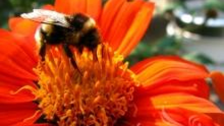 Търтеи в пчелното семейство - полезни или вредни?