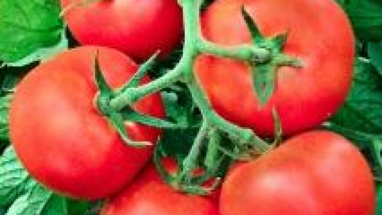 Професионално торене на  домати отглеждани на открито