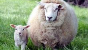 Когато овцете се готвят да стават майки