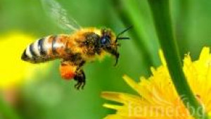 Екологично пчеларство
