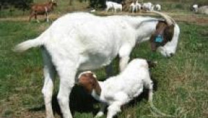 Хранене на лактиращи кози