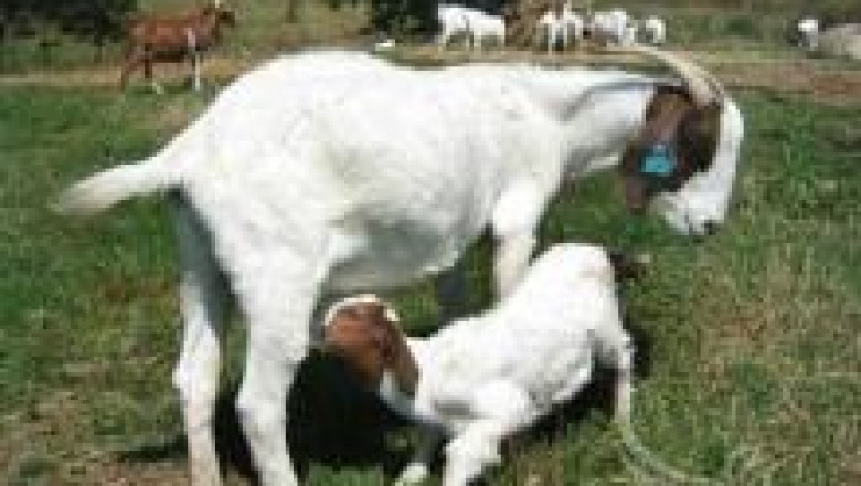 Хранене на лактиращи кози