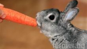 Морковите са важна част от храната на зайците