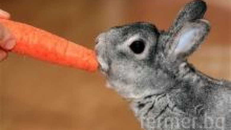 Морковите са важна част от храната на зайците